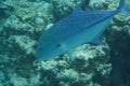 Bluefin trevally Caranx melampygus Royalty Free Stock Photo